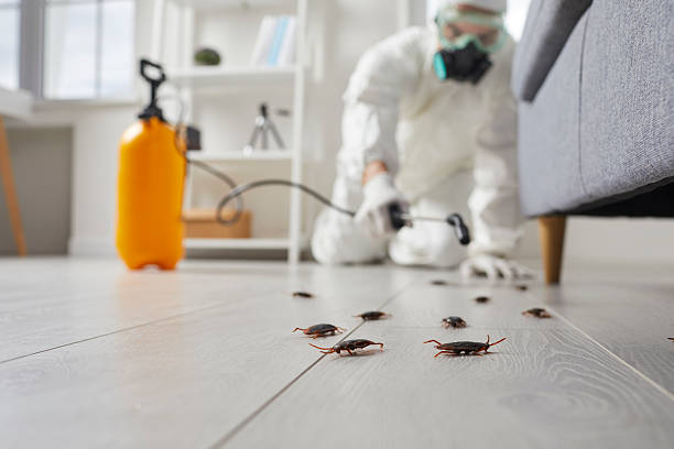 Post-Treatment Bed Bug Interceptor Monitoring in Macungie